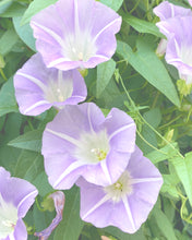 Load image into Gallery viewer, [Limited]  August jellyfish - Morning glory - Release date: August 1st, 9 PM (Japan time)
